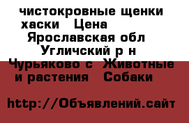 чистокровные щенки хаски › Цена ­ 10 000 - Ярославская обл., Угличский р-н, Чурьяково с. Животные и растения » Собаки   
